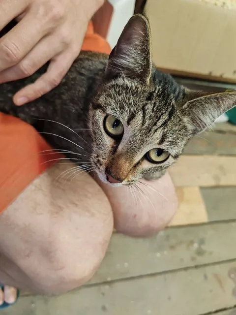 Кот на руках