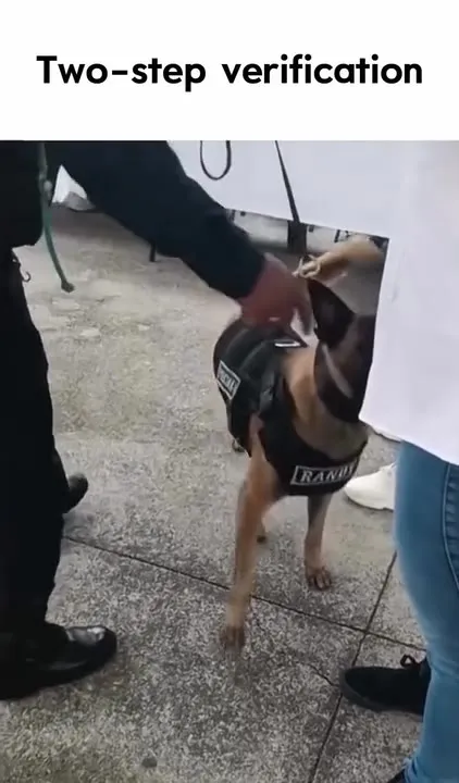 Two-Step Verification Dog