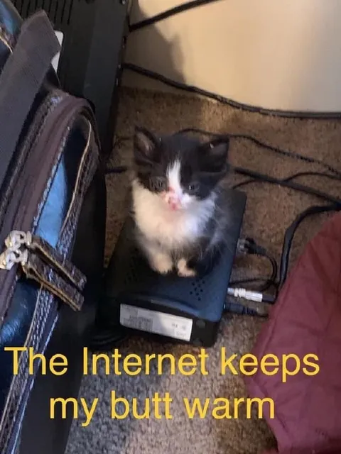 Cat Keeps Its Butt Warm