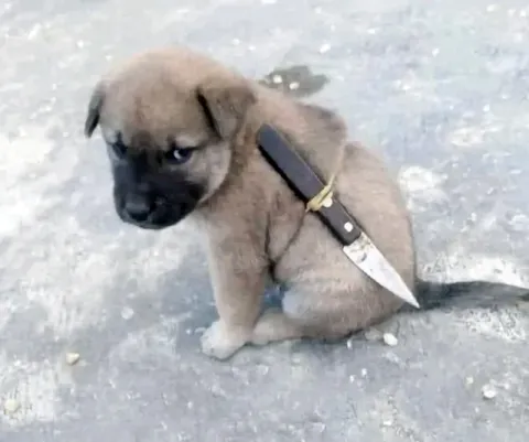 Щенок с ножом