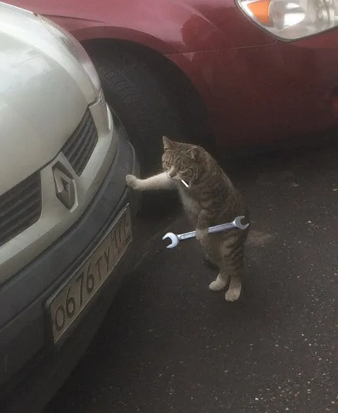 Кот чинит машину