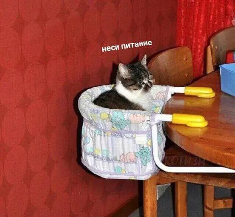 Кот несёт питание