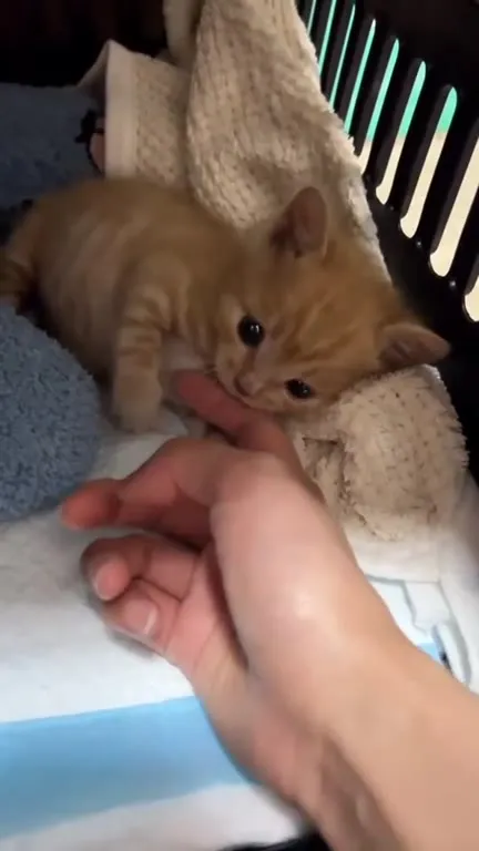 Котёнок кусает пальцы