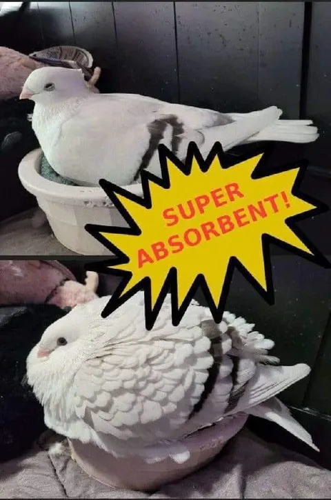 Super Absorbent Pigeon