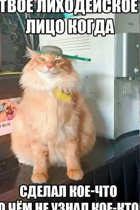 Лиходейское лицо кота