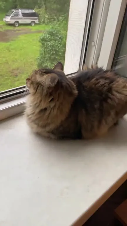 Кот сидит буквой Н
