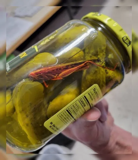 Grasshopper in a Pickle Jar