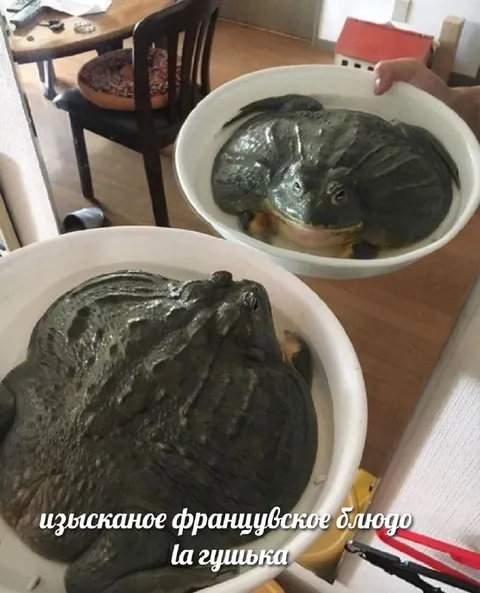 Изысканное французское блюдо