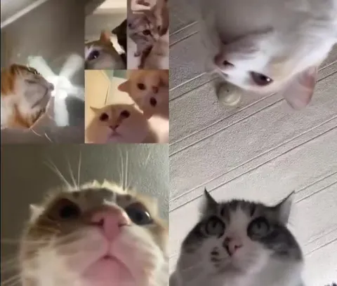 Коты синхронно машут лапами