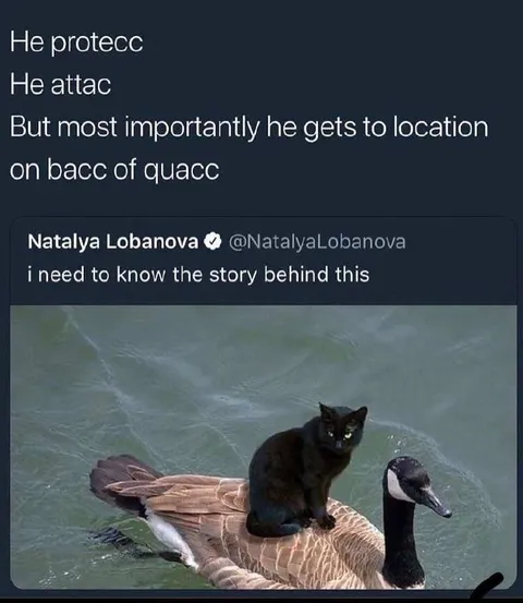 Кот катается на гусе
