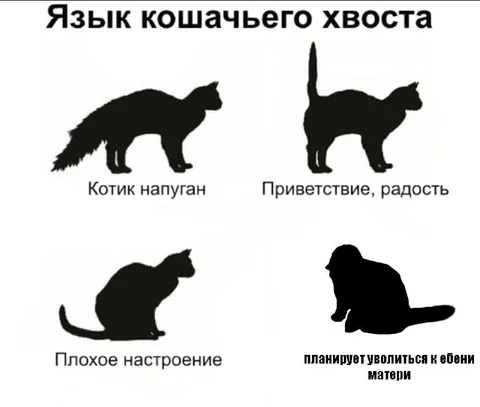 Язык кошачьего хвоста
