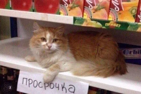 Кот среди просрочки