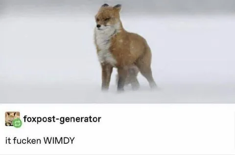 It Fucken WIMDY Fox