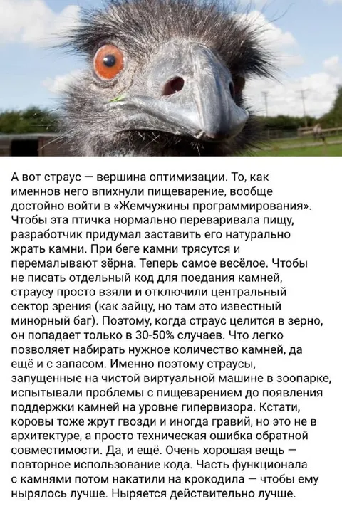 Страус — вершина оптимизации