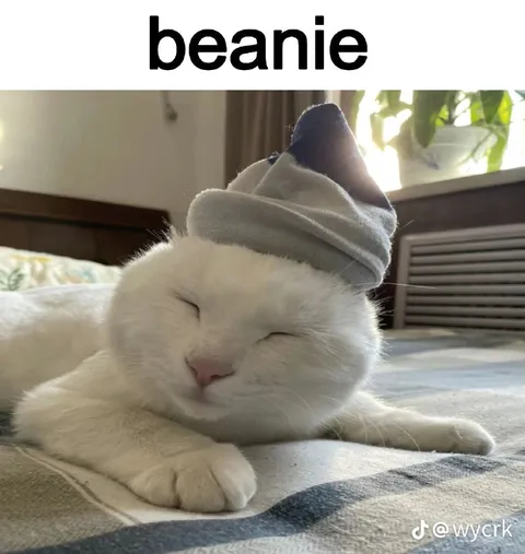 Sleepy Cat in a Beanie