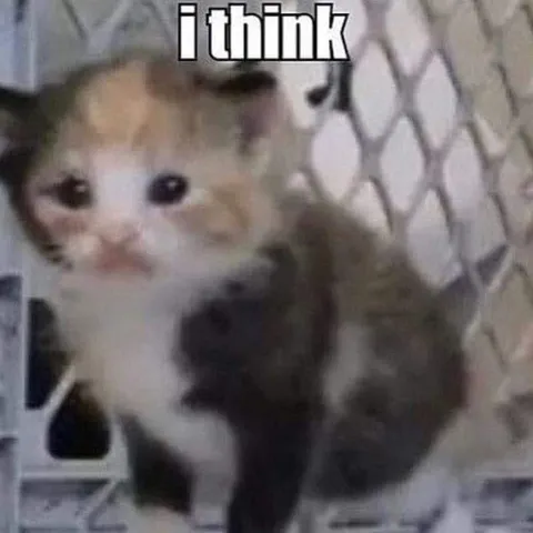 I Think Cat Reaction