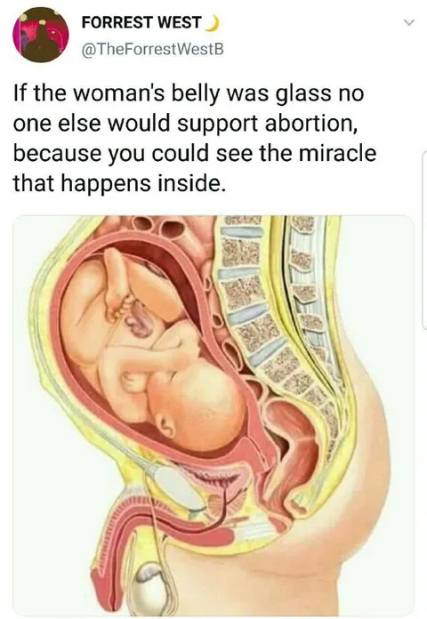 Glass Belly Abortion Argument