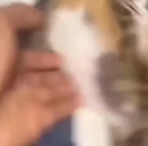 Chaotic Cat Meme Compilation