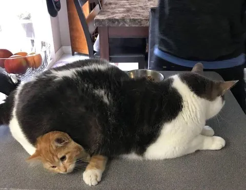 Котёнок спрятался под котом