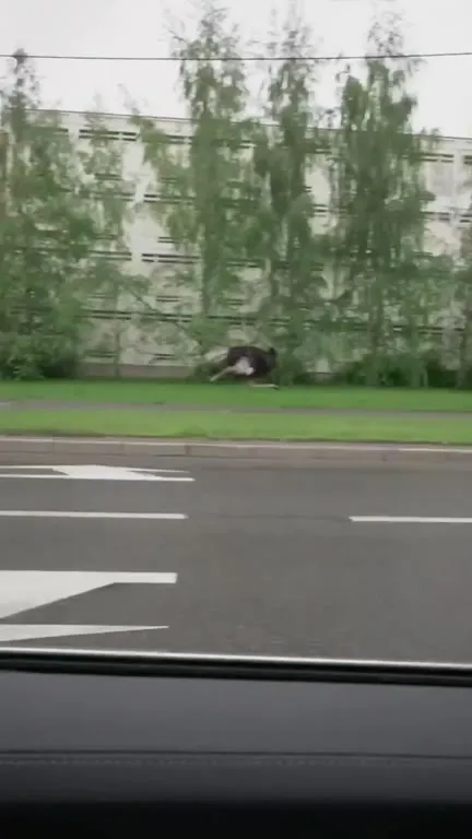 Эму убегает по городу