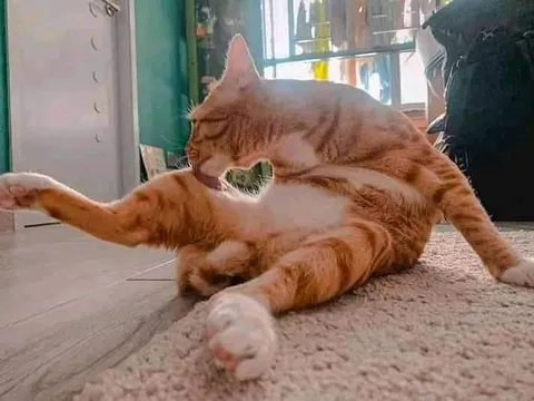 Кот в странной позе