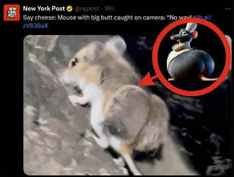Mouse With a Big Butt
