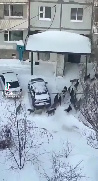 Стая собак марширует по снегу