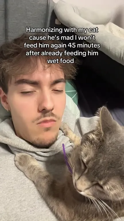 Harmonizing With an Angry Cat