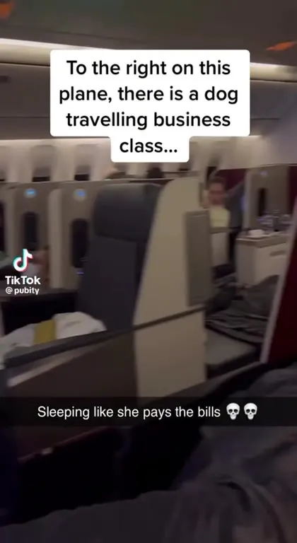 Dog Flying Business Class