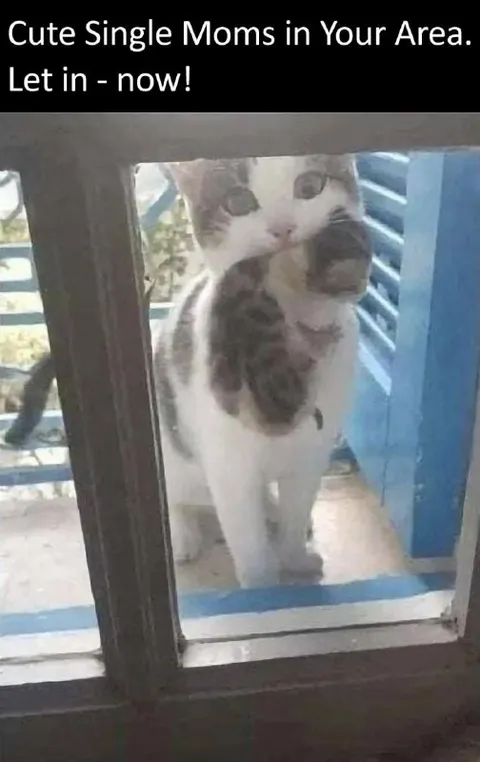 Cute Single Moms Cat Bait