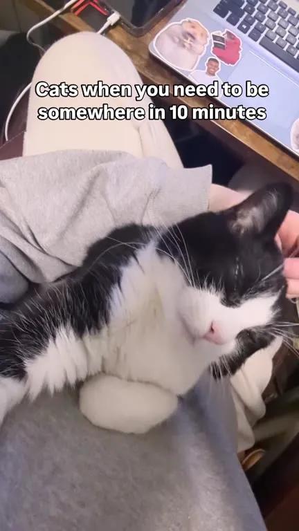Cat Refuses to Leave