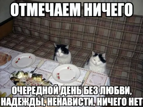 Коты отмечают ничего