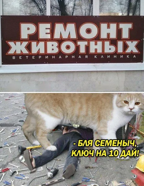 Ремонт животных и ключ на 10