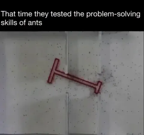 Ants Solve the Impossible Puzzle