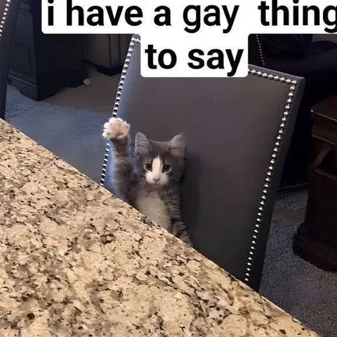 Kitten Has a Gay Thing to Say
