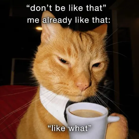 Cat Already Like That