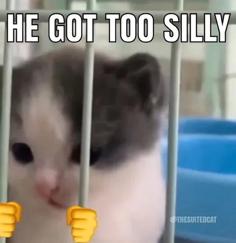 He Got Too Silly Cat