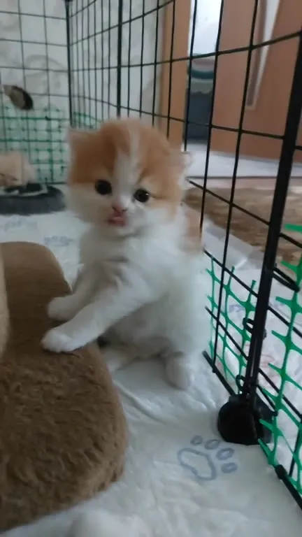 Котёнок засыпает у когтеточки