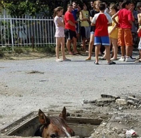 Плотва ждёт Геральта