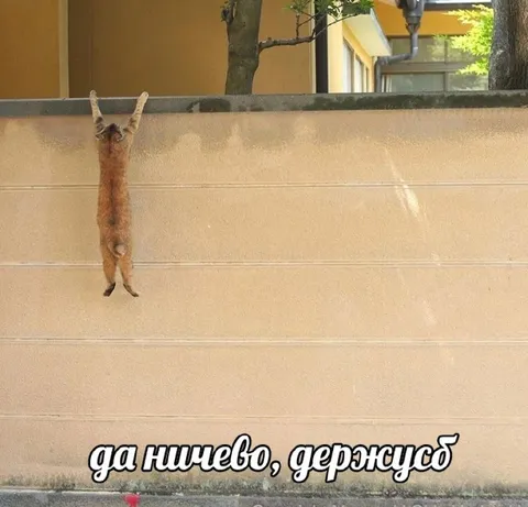 Кот держится из последних сил