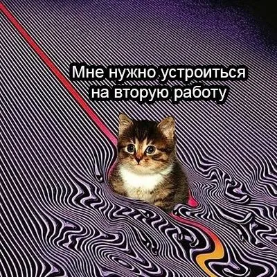 Кот устраивается на вторую работу