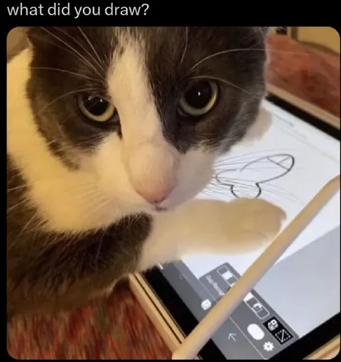 What Did You Draw Cat