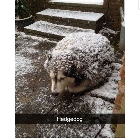 Snow-Covered Hedgehog