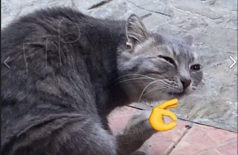 Кот с жестом рукой