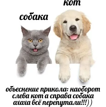 Кот и собака перепутаны местами