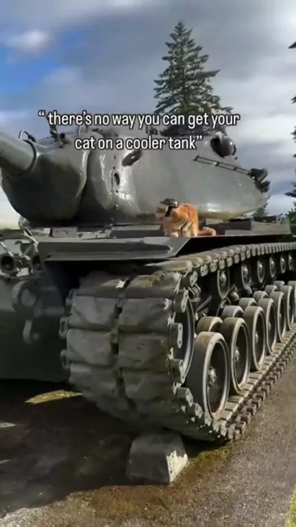 Cat on the Coolest Tank