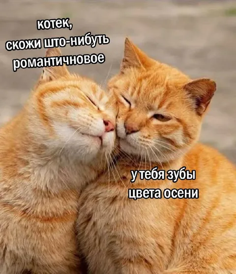 Котик, скажи что-нибудь романтичное