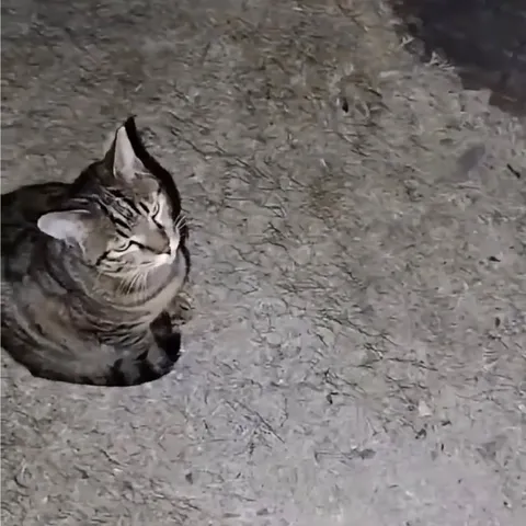 Суровый кот на земле