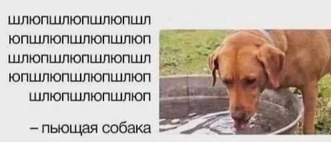 Пьющая собака и бессмысленный текст