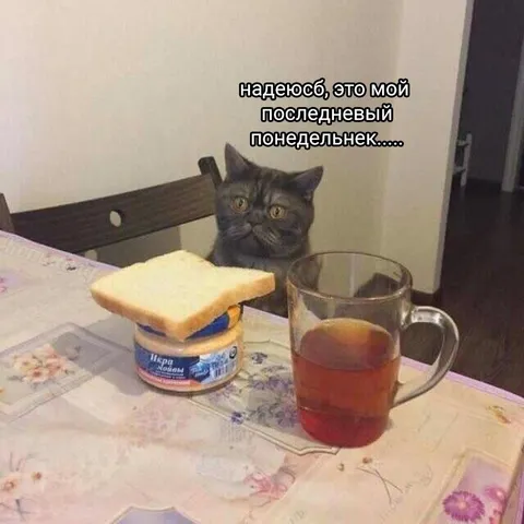 Последний понедельник кота